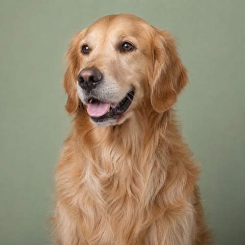 Golden retriever reference photo